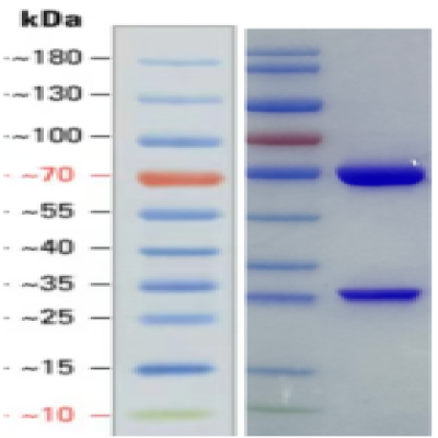 Haemoglobin monoclonal antibody(5F14) 