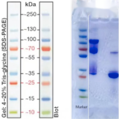 Recombinant Outer membrane porin I(his Tag)