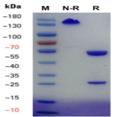 fluorecare Respiratory Syncytial Virus (RSV)monoclonal antibody(13G9)