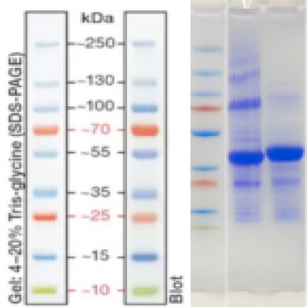 Recombinant Outer membrane porin I(mFc)
