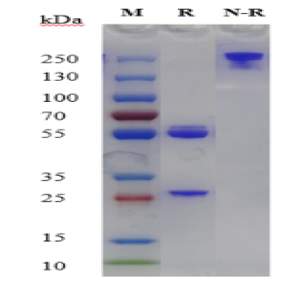 fluorecare Influenza A monoclonal antibody(5F9) 
