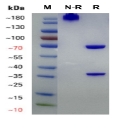 fluorecare Respiratory Syncytial Virus (RSV)monoclonal antibody(11F6) 