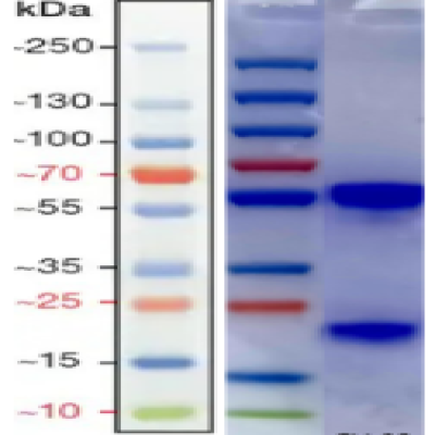 Gardnerella vaginalis monoclonal antibody