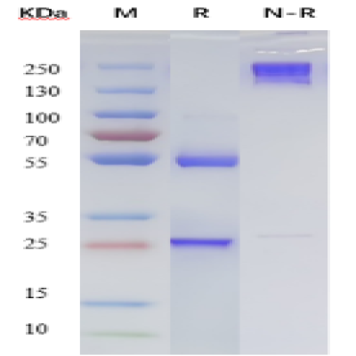 fluorecare Influenza A monoclonal antibody(15H9)