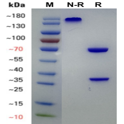 fluorecare Respiratory Syncytial Virus (RSV)monoclonal antibody(7A3)