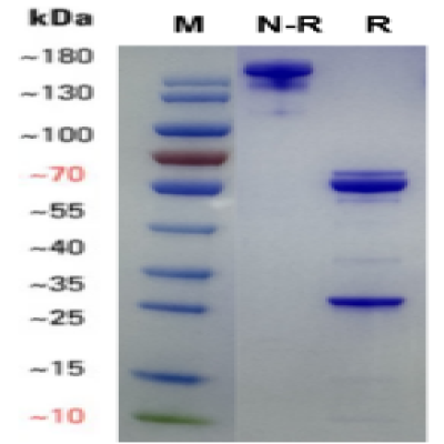 fluorecare Respiratory Syncytial Virus (RSV)monoclonal antibody(4B7)