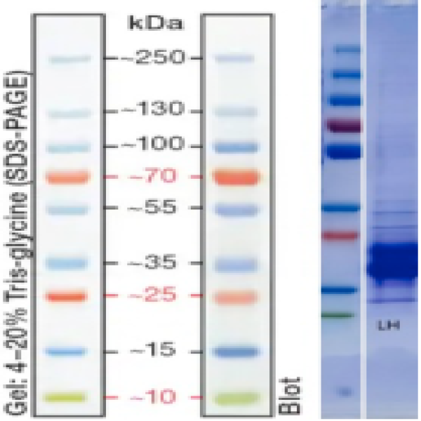 Recombinant Human Luteinizing Hormone(his Tag)