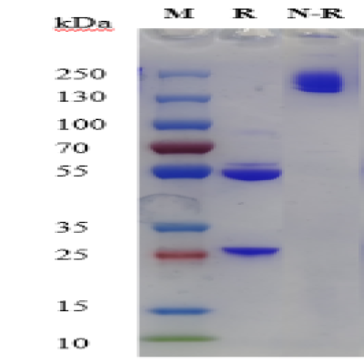 fluorecare Influenza A monoclonal antibody(2D6)  