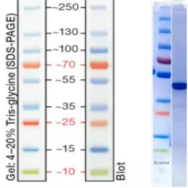 Haemophilus Influenzae Protein D(his Tag)