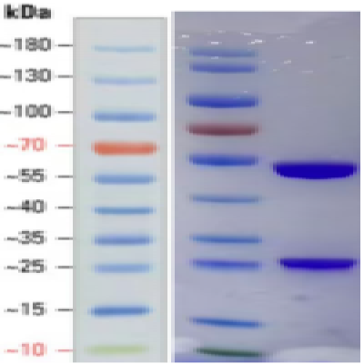 Klebsiella Pneumoniae monoclonal antibody(1H3)