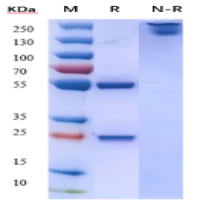 fluorecare Influenza A monoclonal antibody(6A11)   