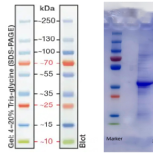 Recombinant Coxsackievirus A6 VP1 Protein(his Tag)