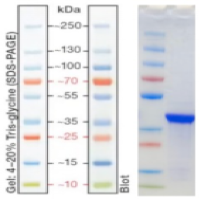 Recombinant Outer membrane porin F(his Tag)