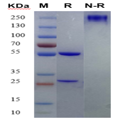 fluorecare Respiratory Syncytial Virus (RSV)monoclonal antibody(9E4)