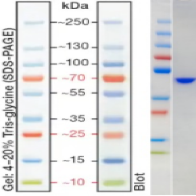 Haemophilus Influenzae Protein P6(mFc)