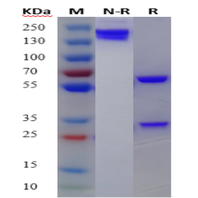 fluorecare Influenza A monoclonal antibody(4C10) 